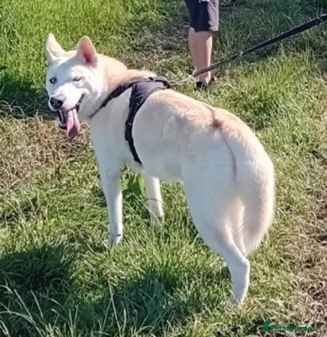 Huskita dogs for sale: 2year 3month male akita×husky looking for 5*home - Advert 5