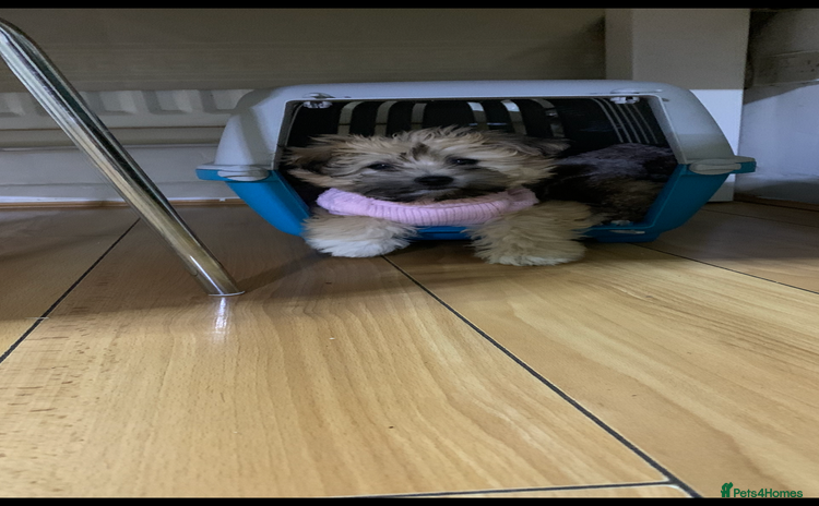 Maltese dogs Havanese - Advert 4