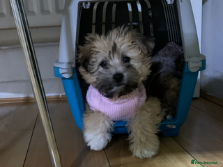 Maltese dogs Havanese - Advert 15