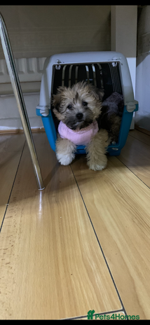 Maltese dogs Havanese - Advert 1