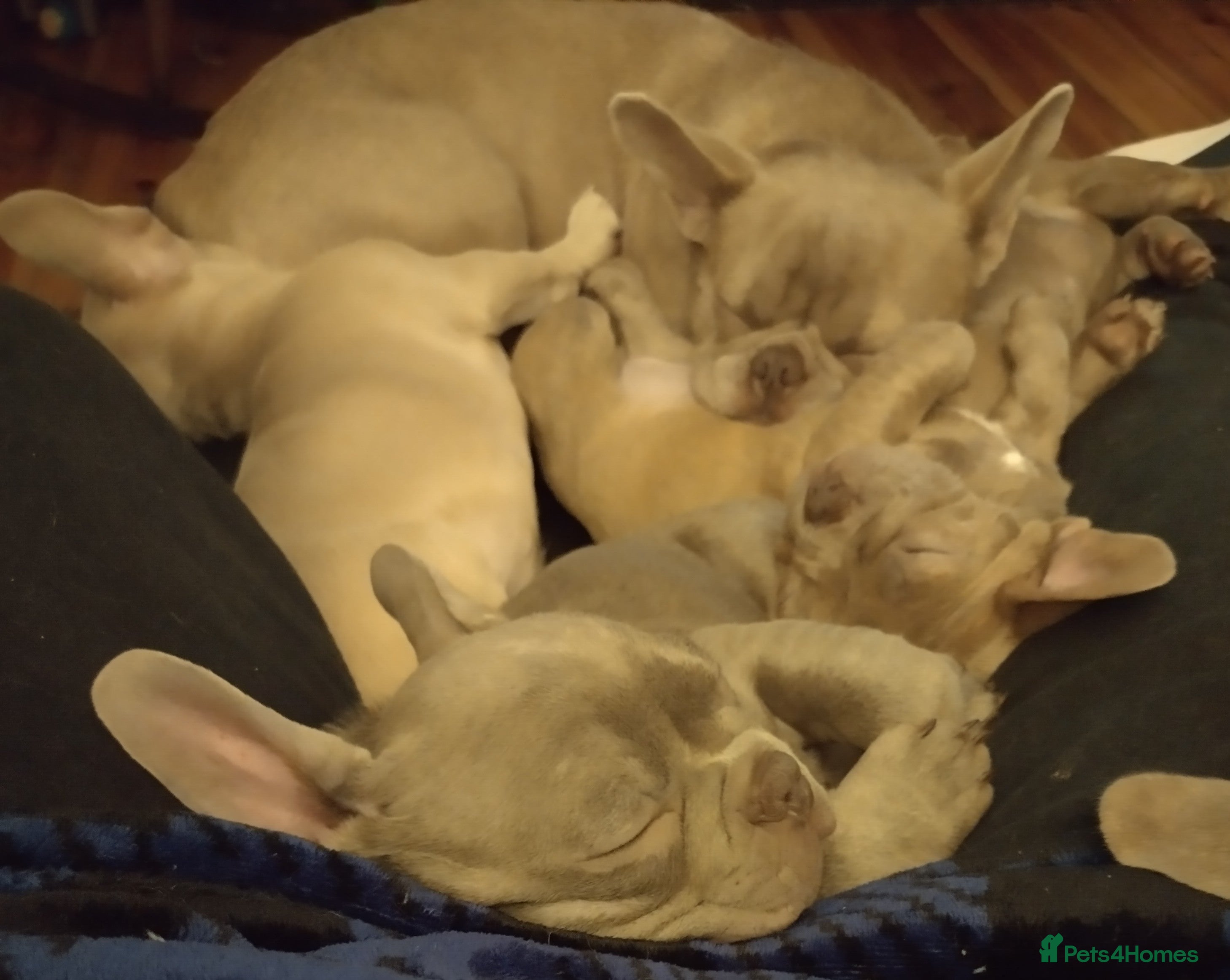 French Bulldog dogs Two female Frenchies KC registered  - Advert 2