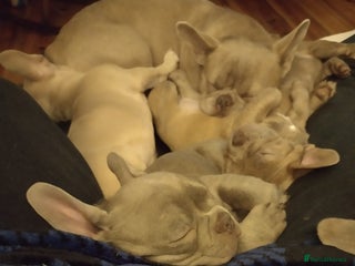 French Bulldog dogs Two female Frenchies KC registered - Advert 1