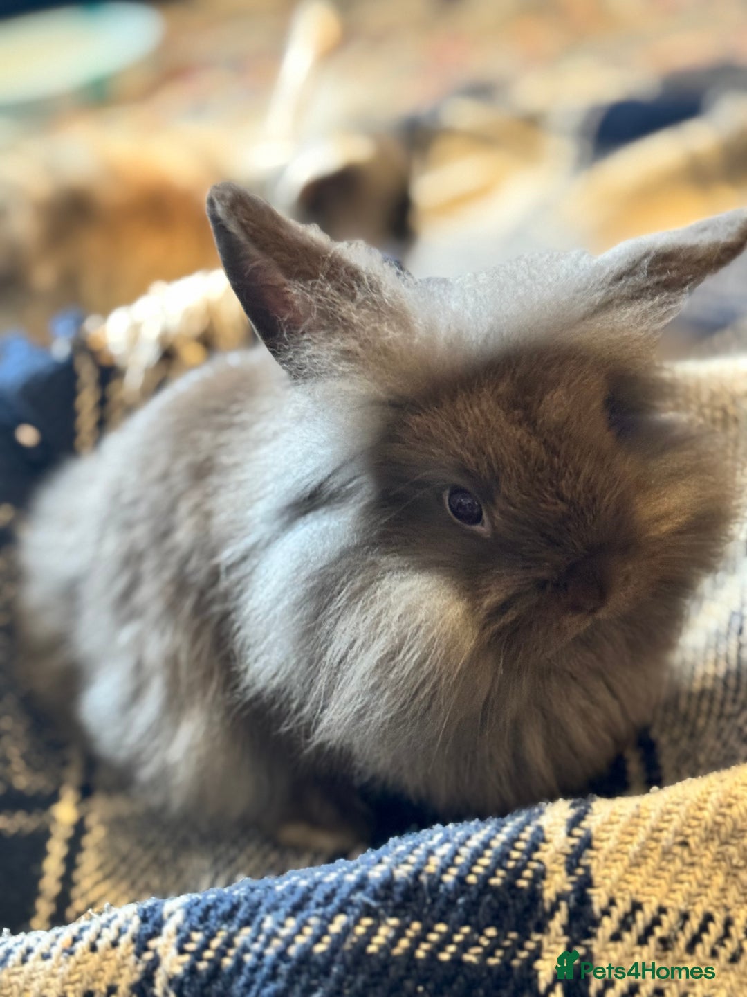 Mini Lion Lop rabbits for sale: One chocolate boy left! - Advert 1