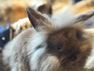 Mini Lion Lop rabbits One chocolate boy left! - Advert 14