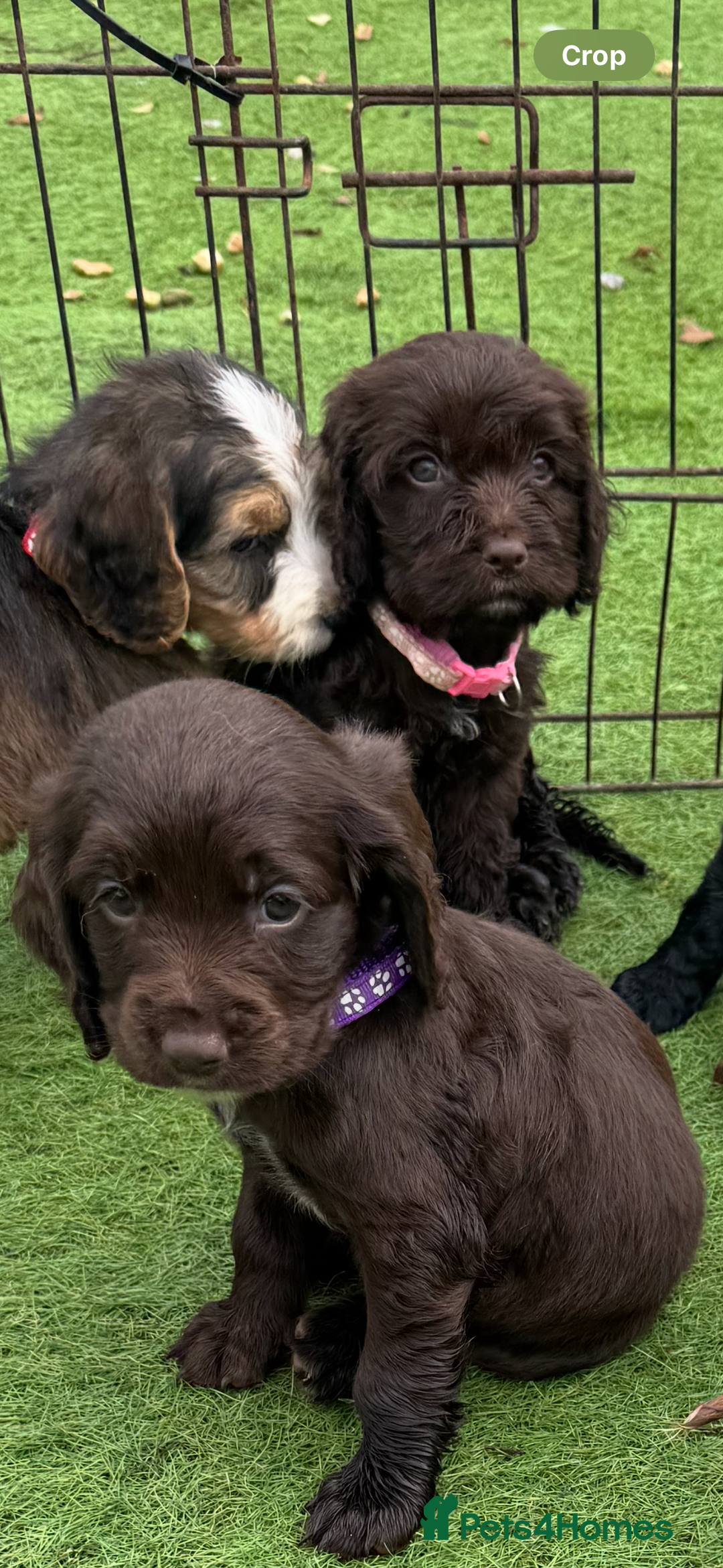 Cockapoo dogs for sale: 12 stunning cockapoo puppies ready now - Image 4