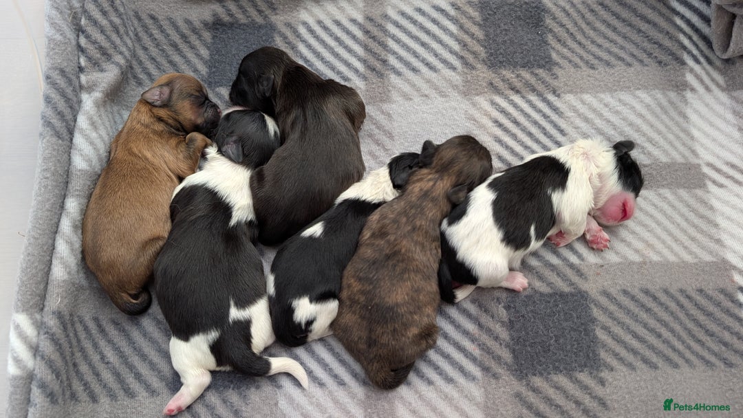 Shih Tzu dogs for sale: KC registered Shih Tzu puppies  - Image 4