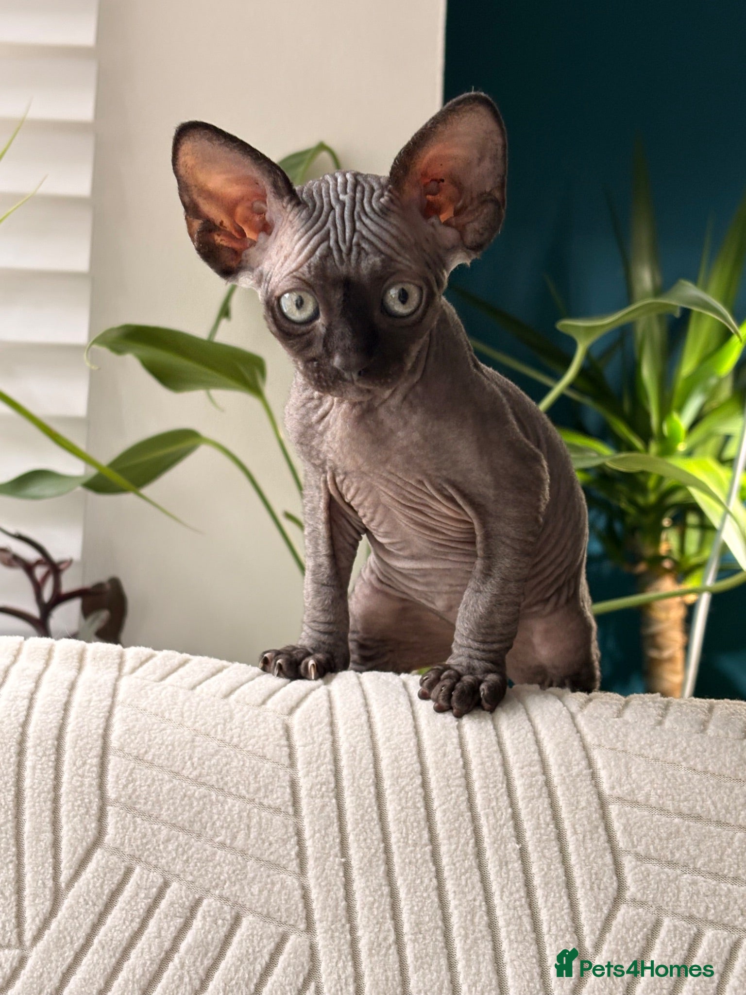 Sphynx cats Sphynx bambino kittens available 🐈‍⬛🐈 - Advert 2