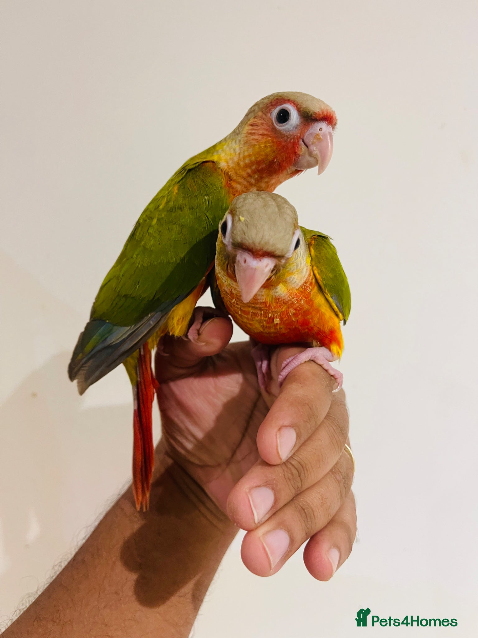 Conures birds Conure for sale - hand reared babies  - Advert 2