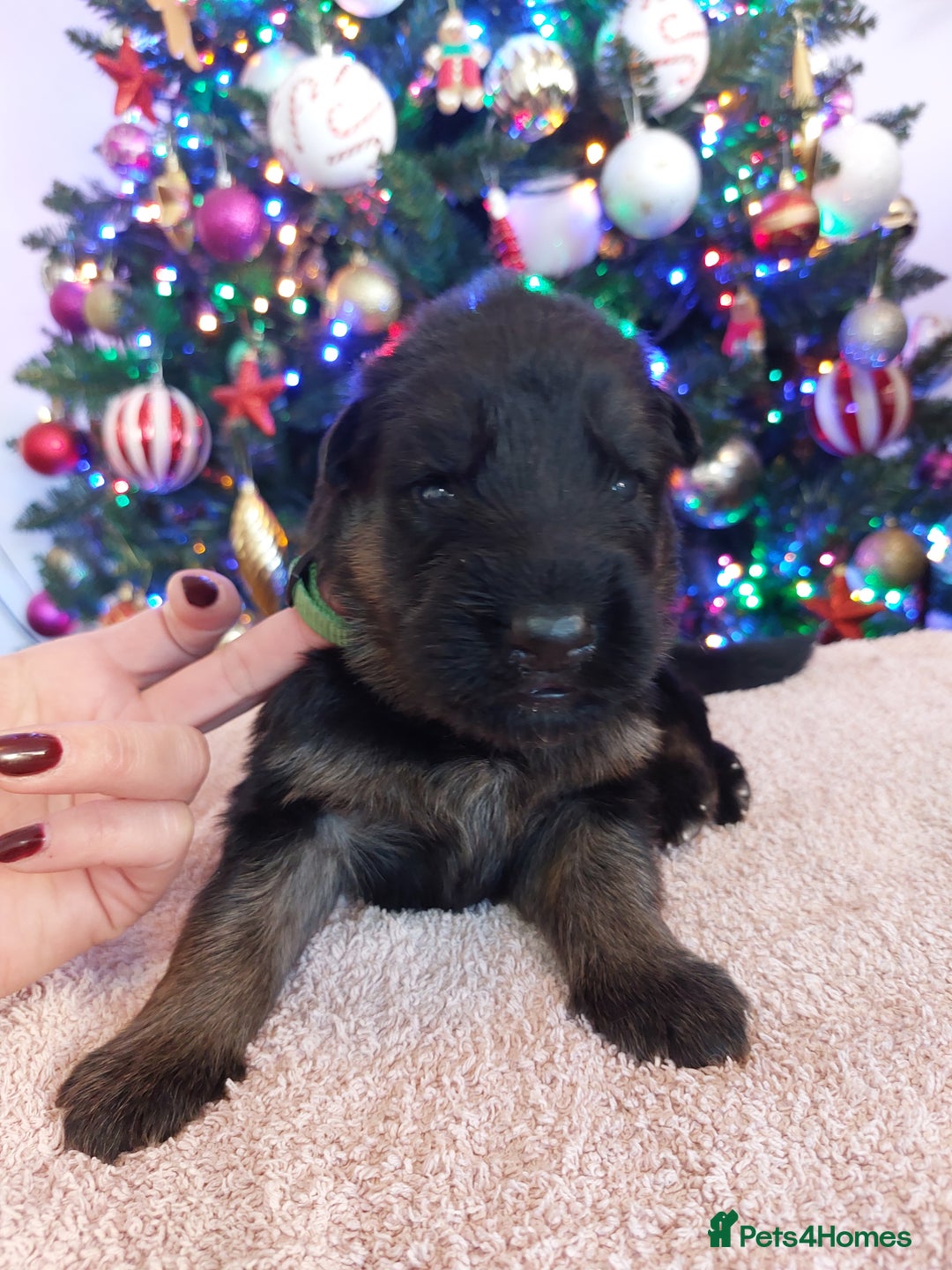 German Shepherd dogs for sale: Puppies  - Advert 6