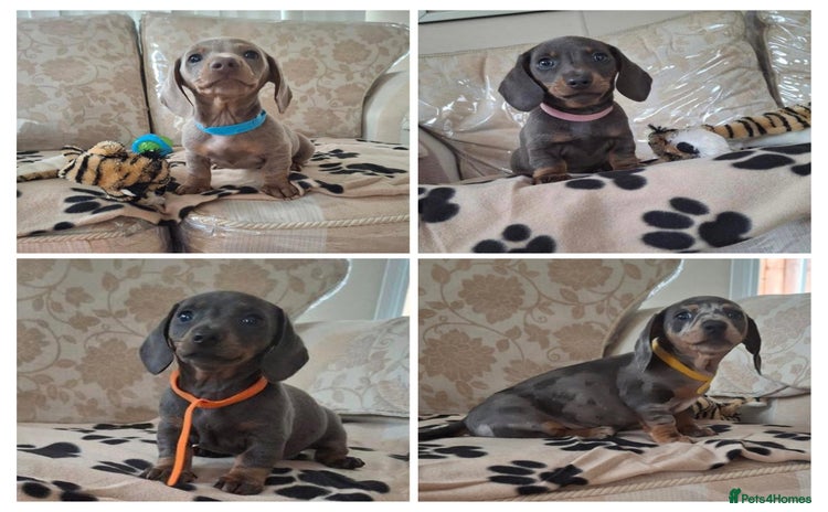 Miniature Dachshund dogs - Advert 4