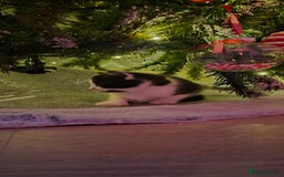 Mixed Breed cats for sale: Beautiful kittens 🐾 - Image 12