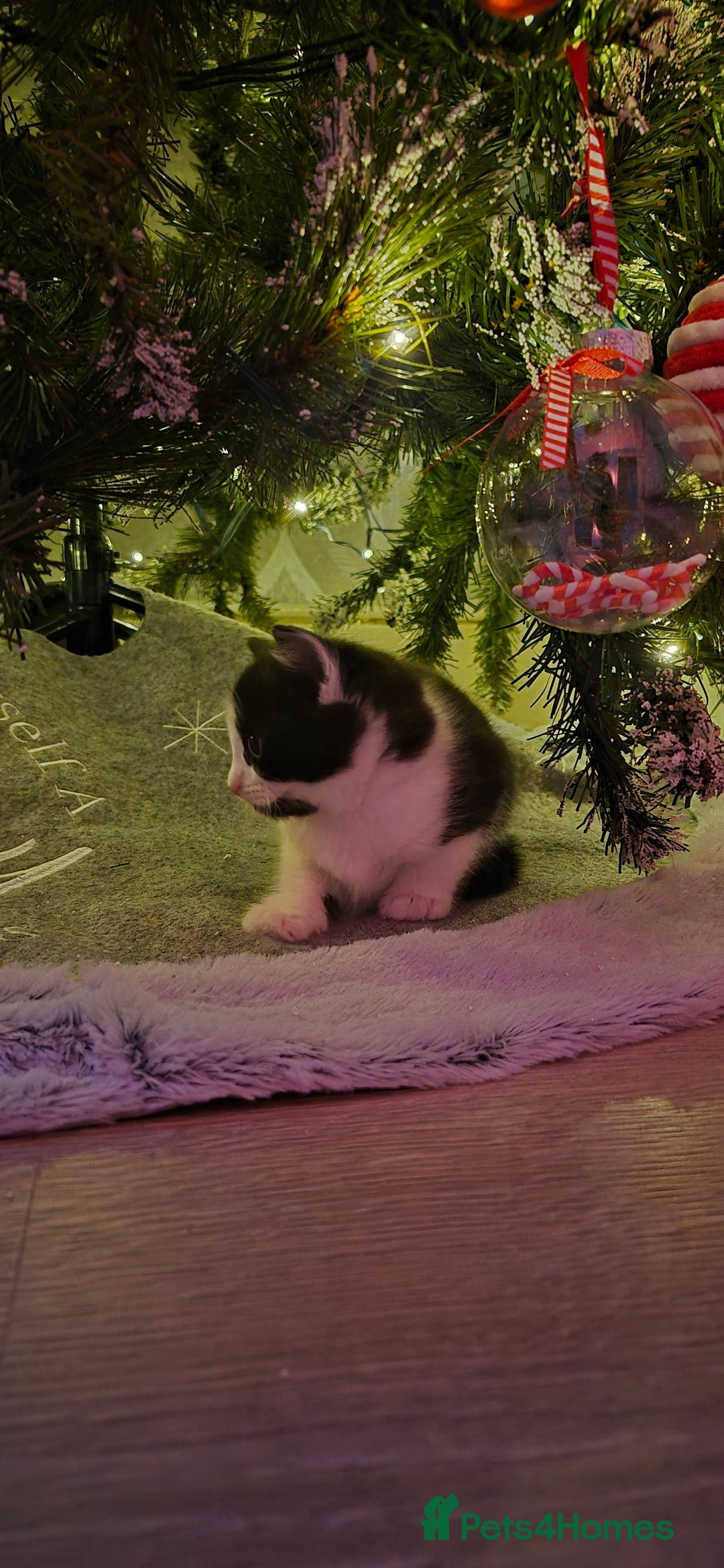 Mixed Breed cats for sale: Beautiful kittens 🐾 - Image 12