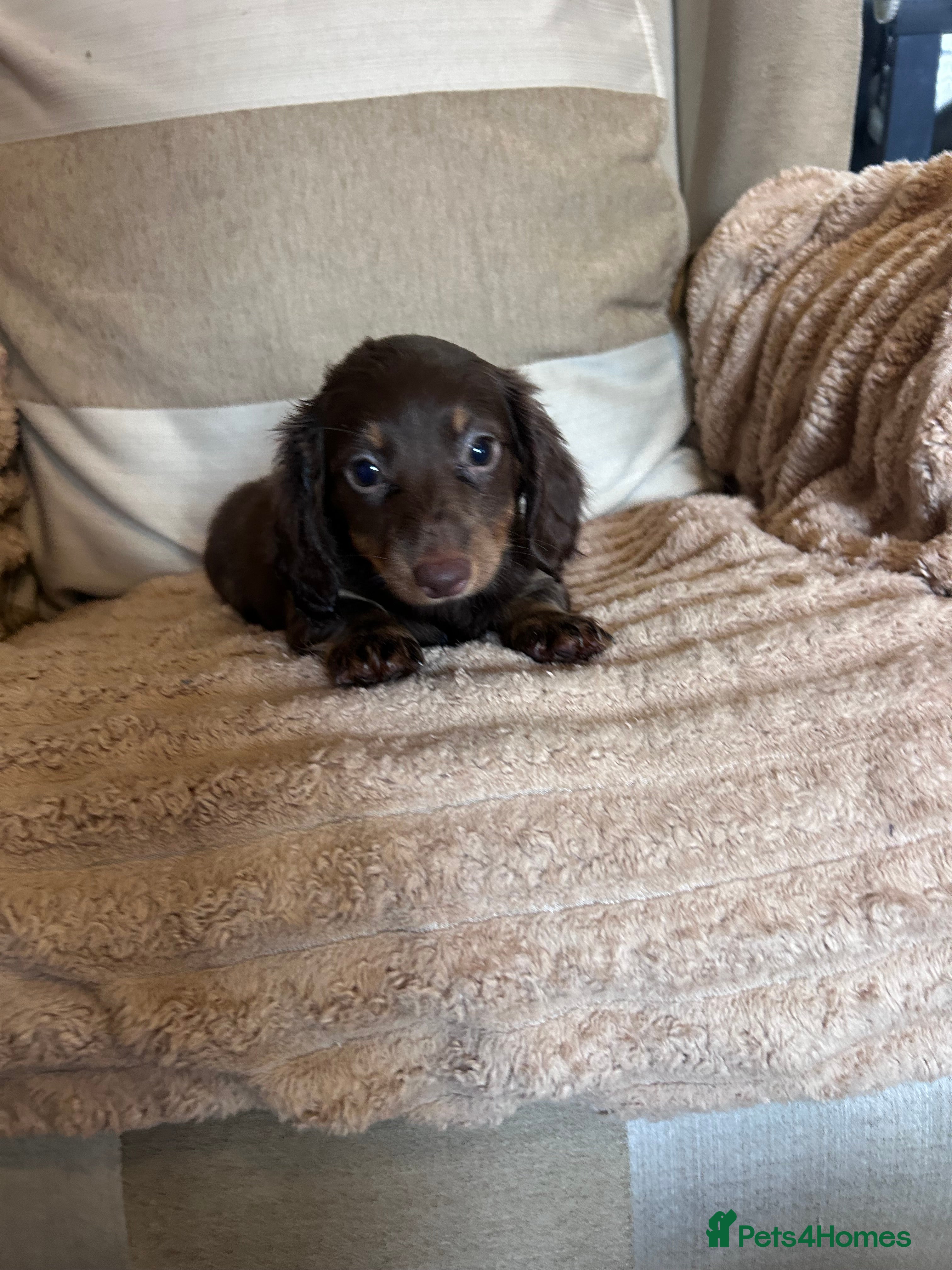 Miniature Dachshund dogs True miniature dashaunds  - Advert 2