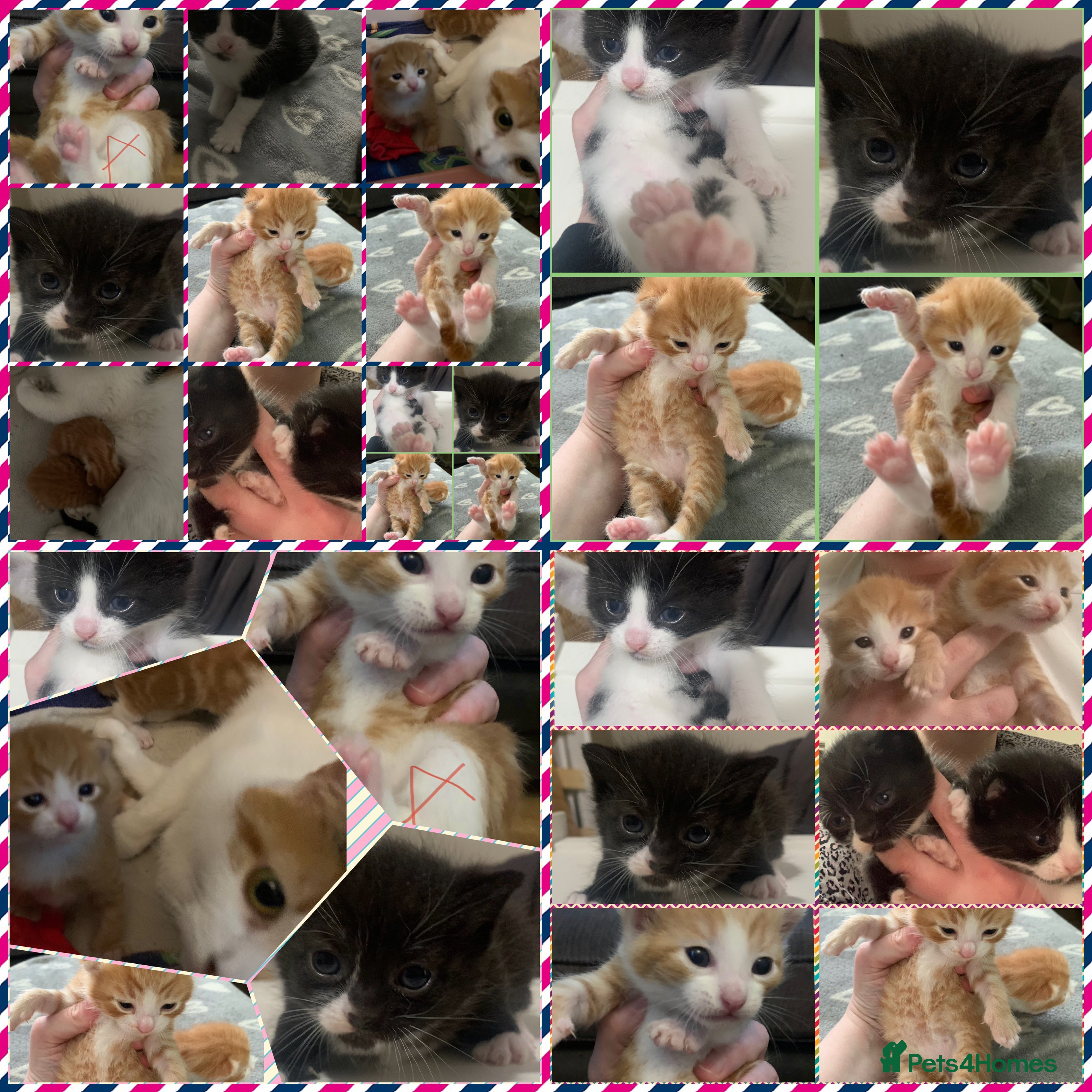 Mixed Breed cats Beautiful litter of four mixed breed kittens  - Advert 18