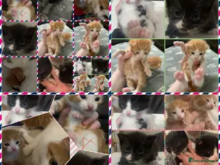 Mixed Breed cats Beautiful litter of four mixed breed kittens - Advert 1