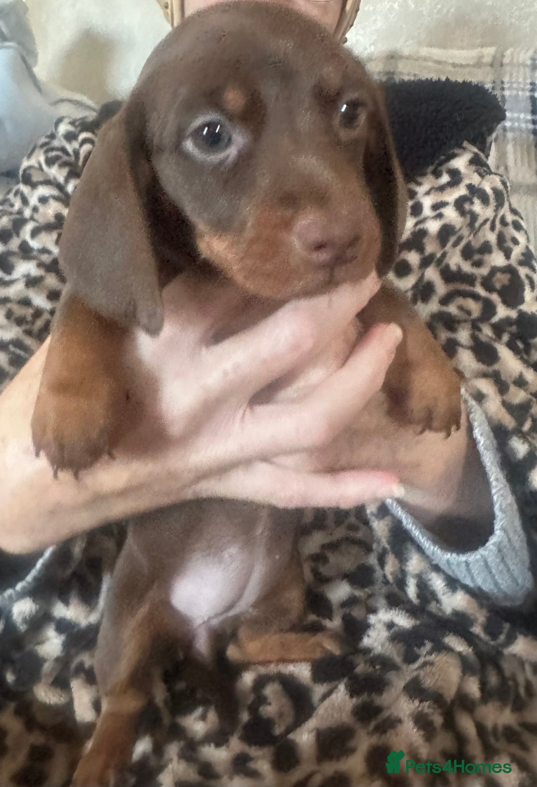 Dachshund dogs for sale: Dachshund 2 girls  - Image 8