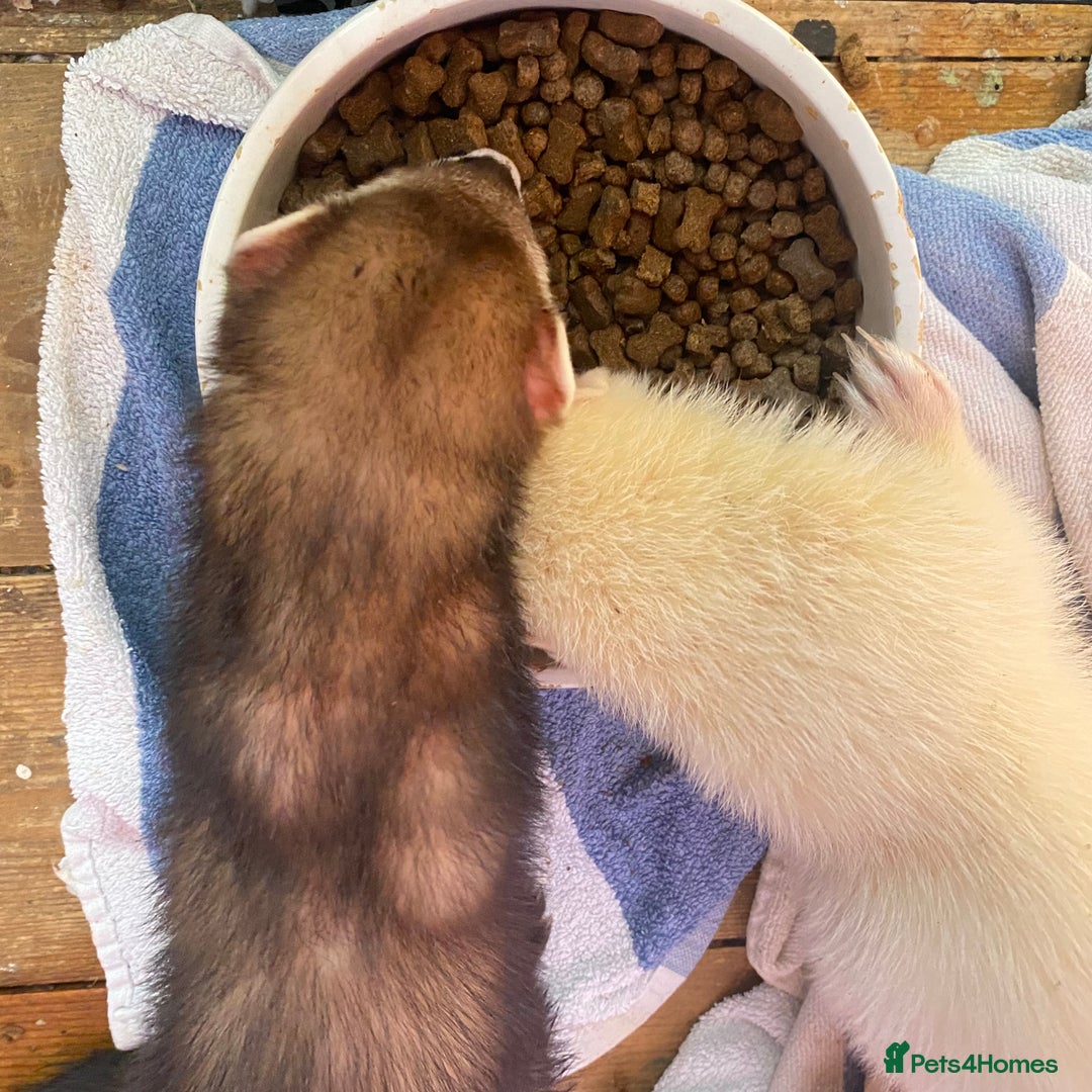 Ferret rodents for sale: 2 male ferrets for sale! - Image 5