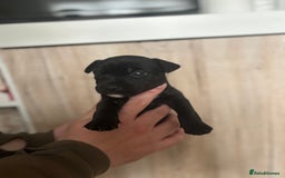 Patterdale Terrier dogs for sale: 3 gorgeous patterdale puppies  - Image 5