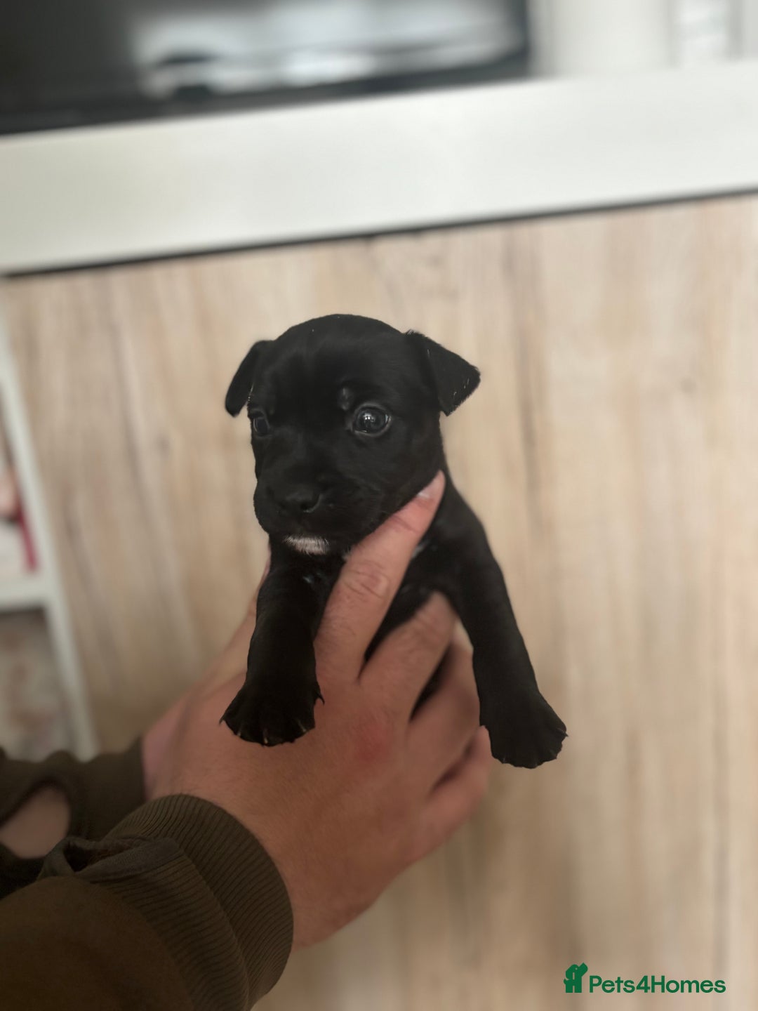 Patterdale Terrier dogs for sale: 3 gorgeous patterdale puppies  - Image 5
