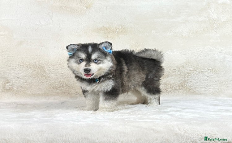 Pomsky dogs perfect husky markings micro Pomsky puppies  - Advert 2