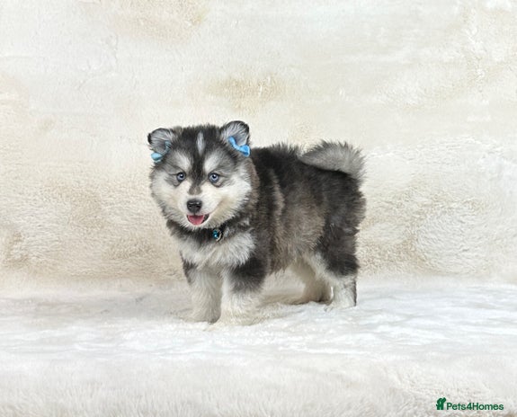 Pomsky dogs perfect husky markings micro Pomsky puppies - Advert 2