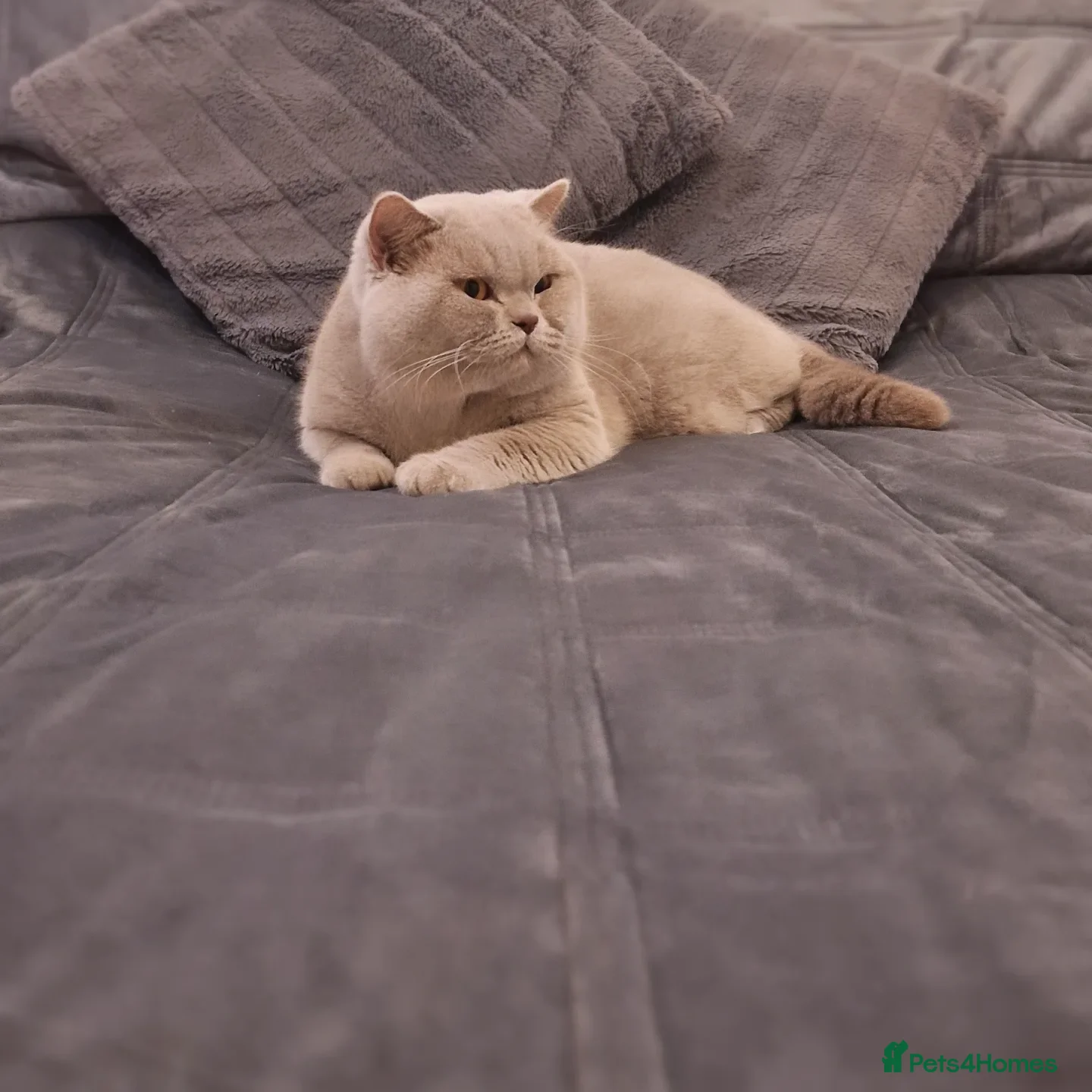 British Shorthair cats ❤️Amasing British Shorthair Lilac❤️ - Advert 7