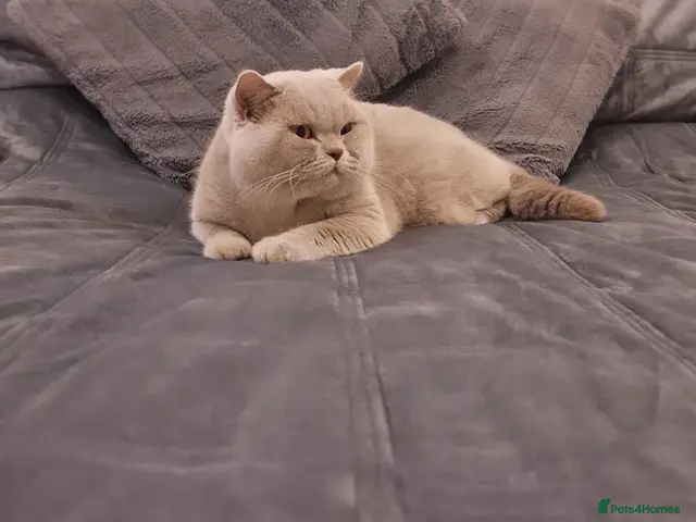 British Shorthair cats for stud: 🌟Exclusive Import ⭐World-Class Type🌟 - Advert 7