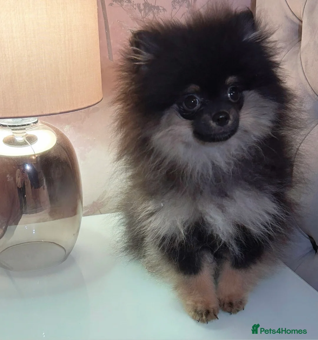 Pomeranian dogs for sale: Stunning Little Pomeranian Boy  - Advert 1