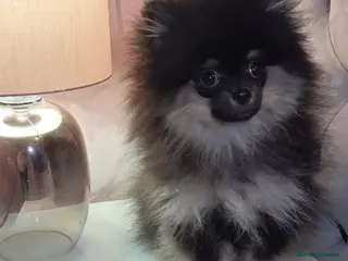 Pomeranian dogs Stunning Little Pomeranian Boy - Advert 10