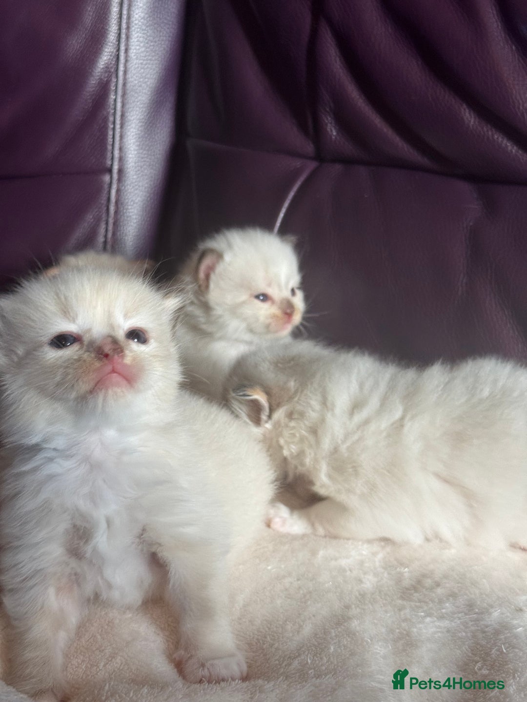 Ragdoll cats for sale: Tortie flame mink sepia tica  - Image 9