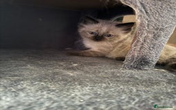 Ragdoll cats for sale: 4 stunning seal point ragdoll boys  - Image 14
