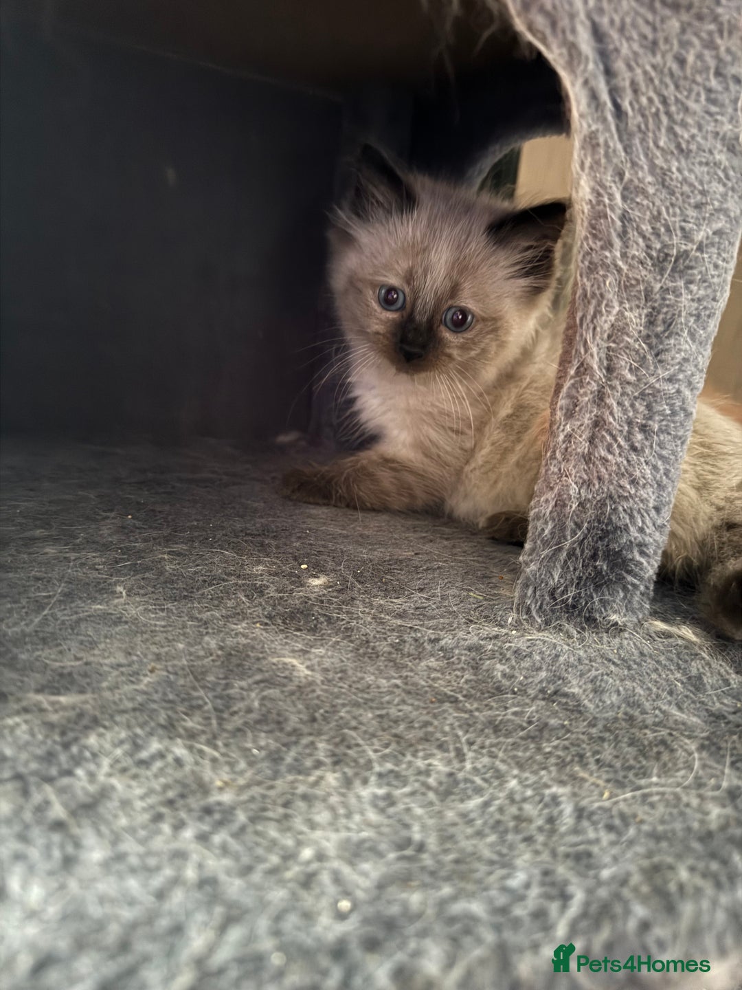 Ragdoll cats for sale: 4 stunning seal point ragdoll boys  - Image 14