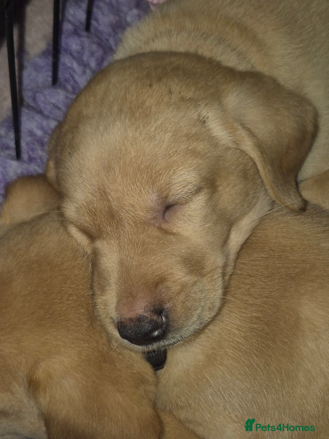 Labrador Retriever dogs for sale: Beautiful yellow male labrador puppy - Advert 4