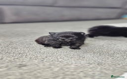 Pomeranian dogs for sale: teacup pomeranian puppies  - Image 5