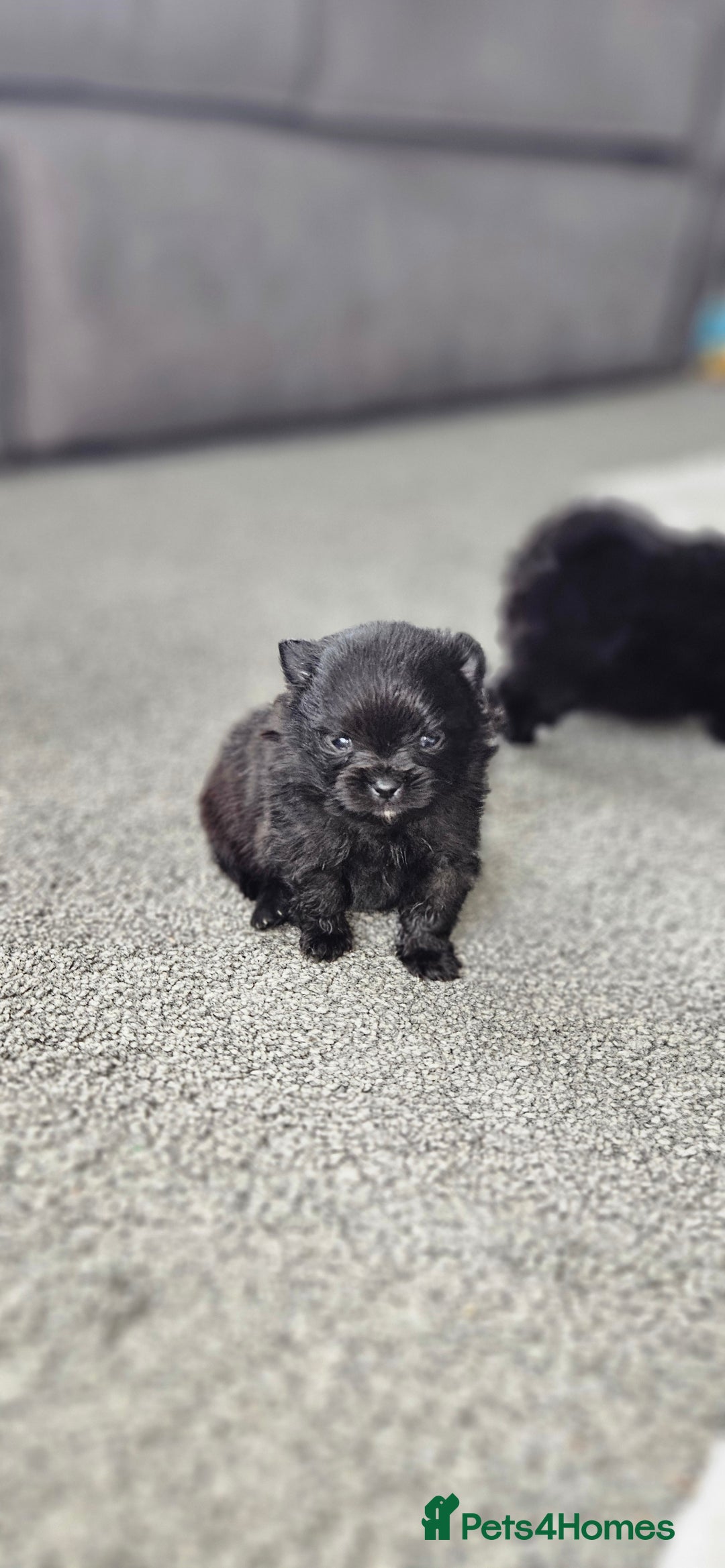 Pomeranian dogs for sale: teacup pomeranian puppies  - Image 5