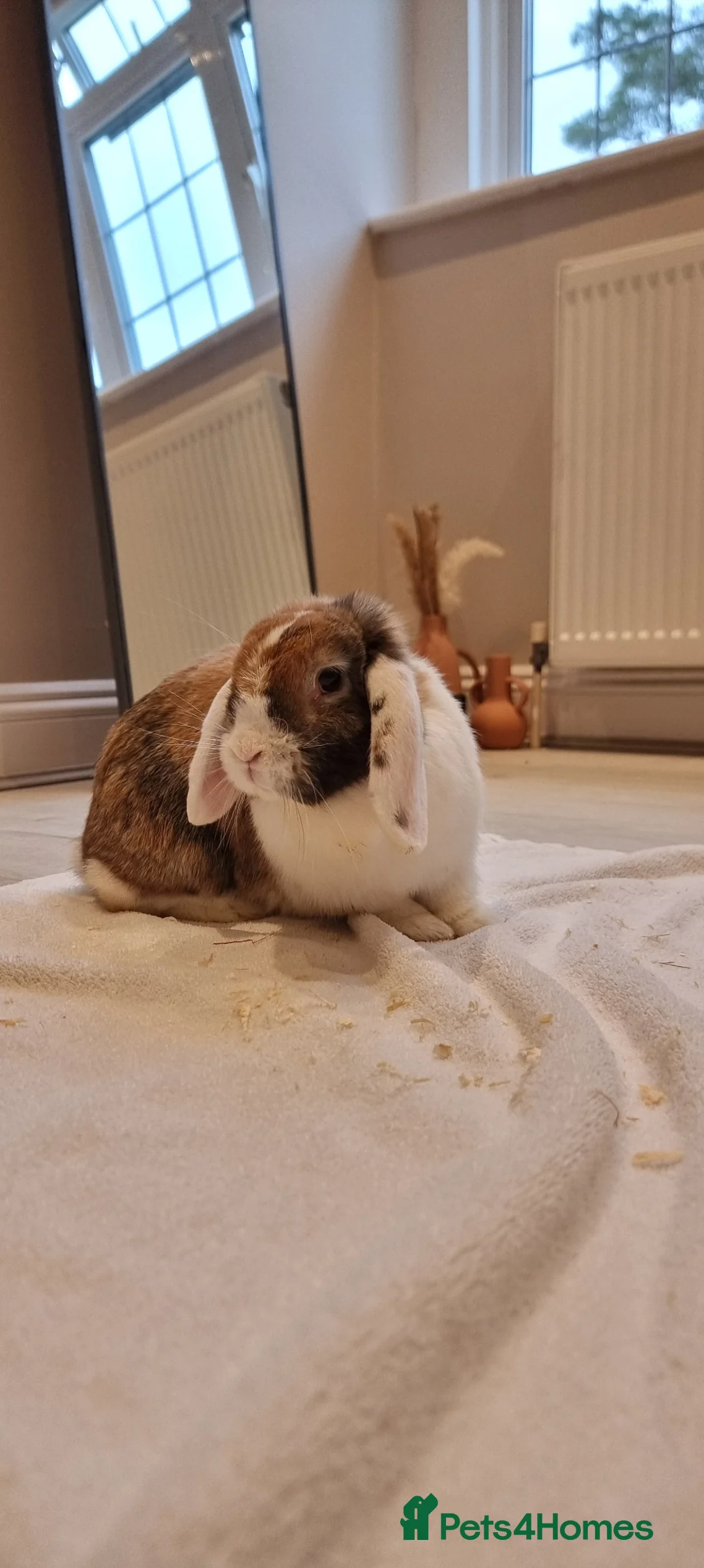 Mini Lop rabbits for sale: Adorable Purebred Mini Lops - Advert 1
