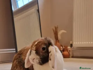 Mini Lop rabbits Adorable Purebred Mini Lops - Advert 1