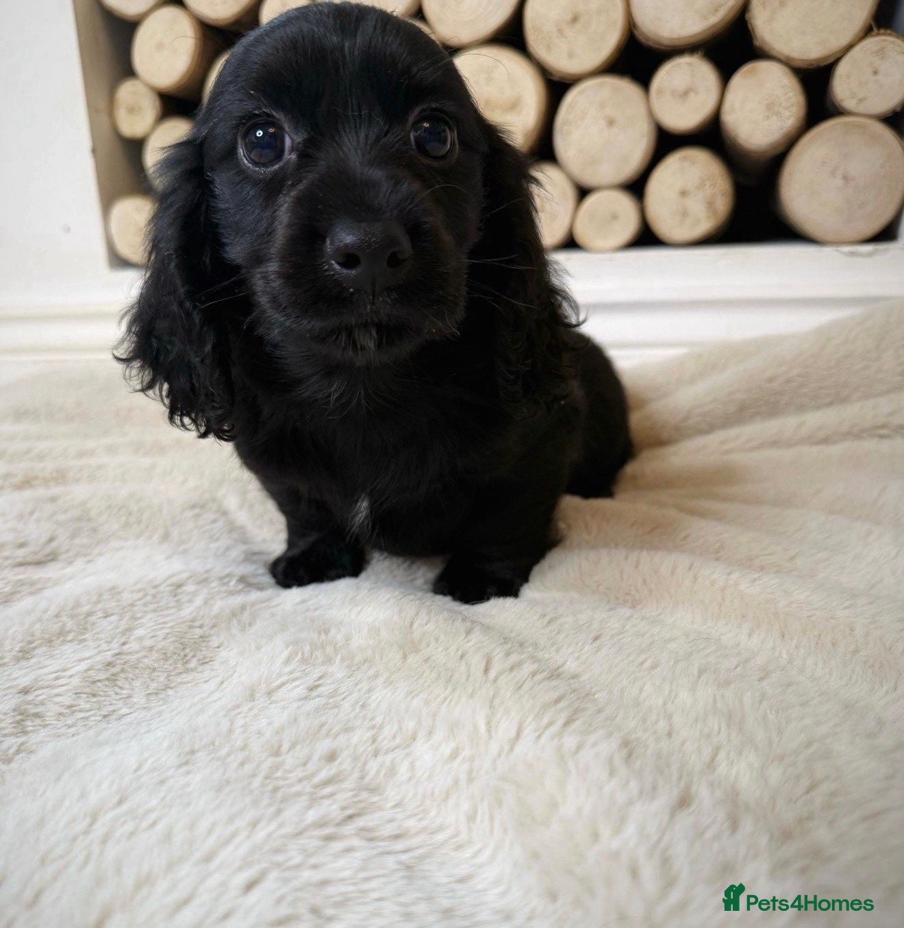 Cocker Spaniel dogs Cocker spaniel ready now  - Advert 2
