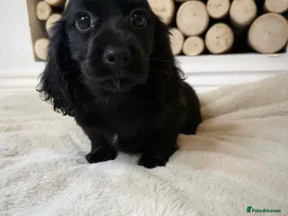 Cocker Spaniel dogs Cocker spaniel ready now - Advert 10