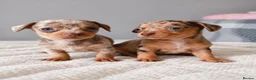 Chihuahua dogs for sale: Chiweenies *Stunning Tiny*  – Cosmo × Jimmy Choo - Advert 11