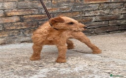 Lakeland Terrier dogs for stud: Quality lakeland standing at stud  - Image 9
