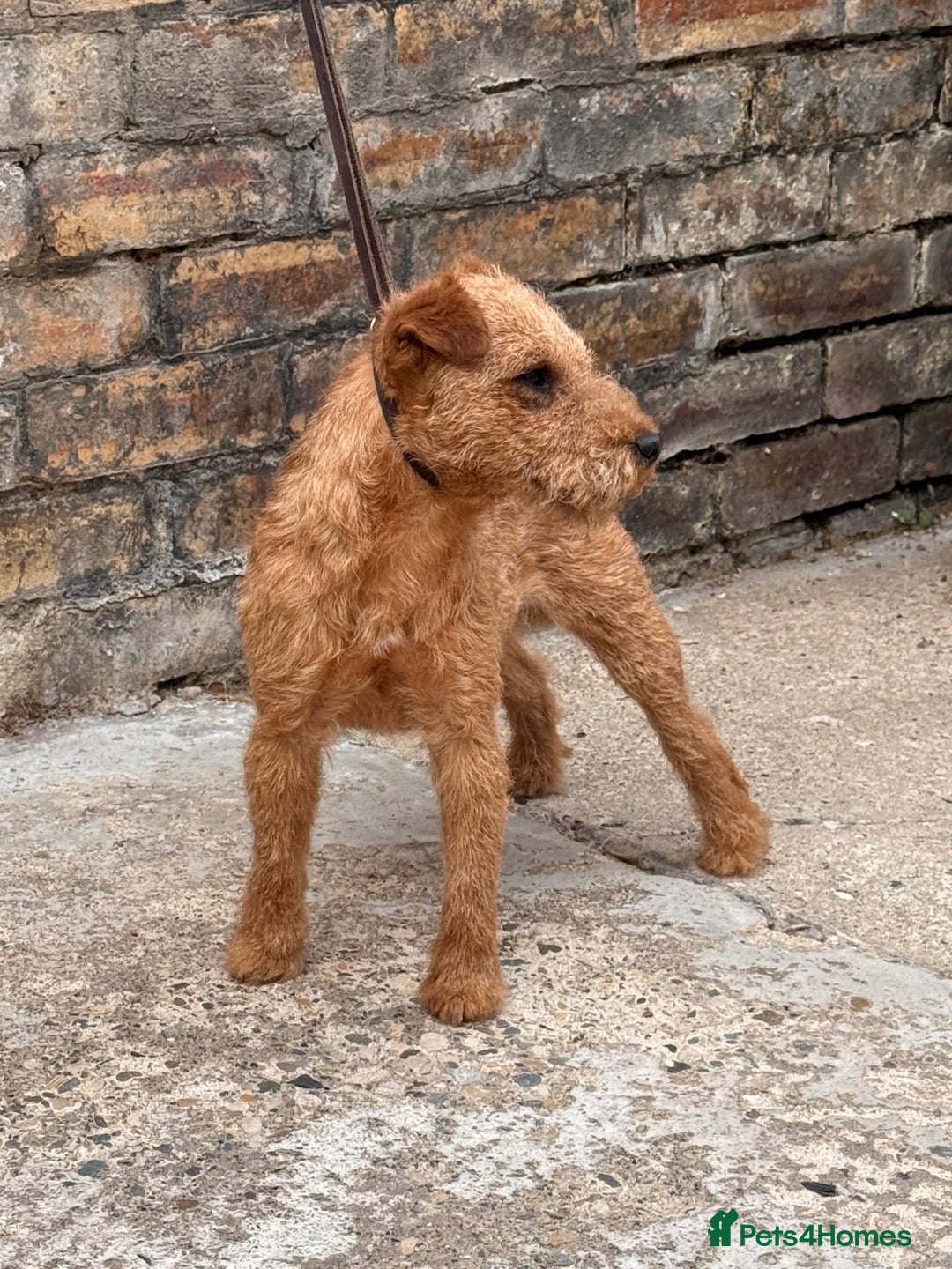 Lakeland Terrier dogs for stud: Quality lakeland standing at stud  - Image 9
