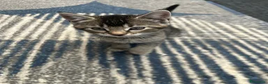 Mixed Breed Kitten 3