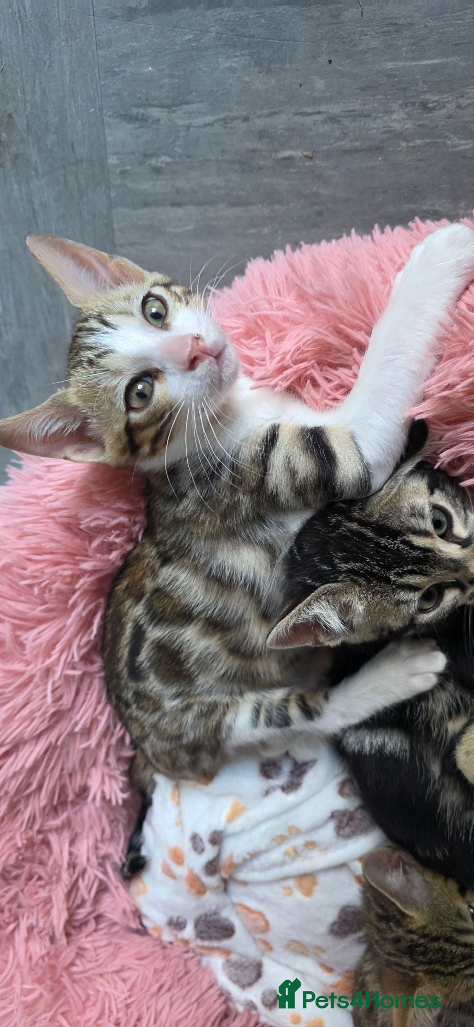 Bengal cats Purebred Bengal Kitten boy Ready now😺 - Advert 18