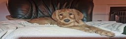 Labradoodle dogs for sale: Labradoodle f1b pups, 1 male, 1 female, stunning. - Advert 6