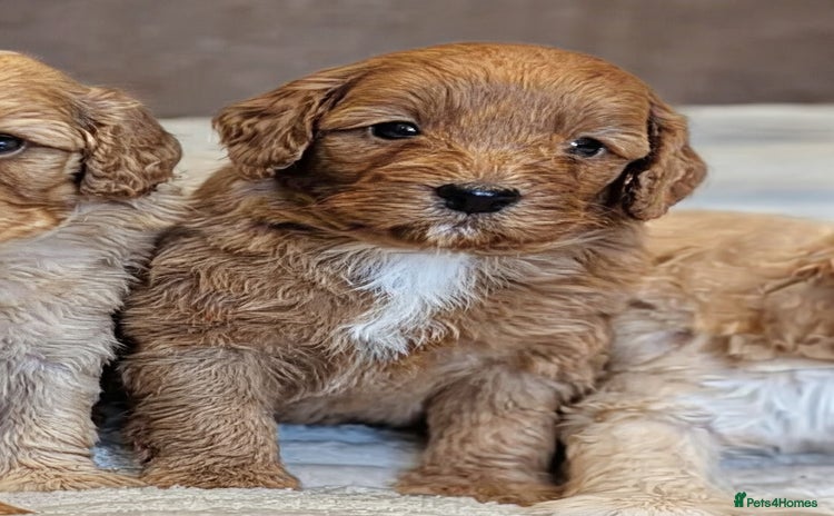 Cavapoo dogs F1b Cavapoo Puppy DNA Tested Parents +Starter Pack - Advert 1