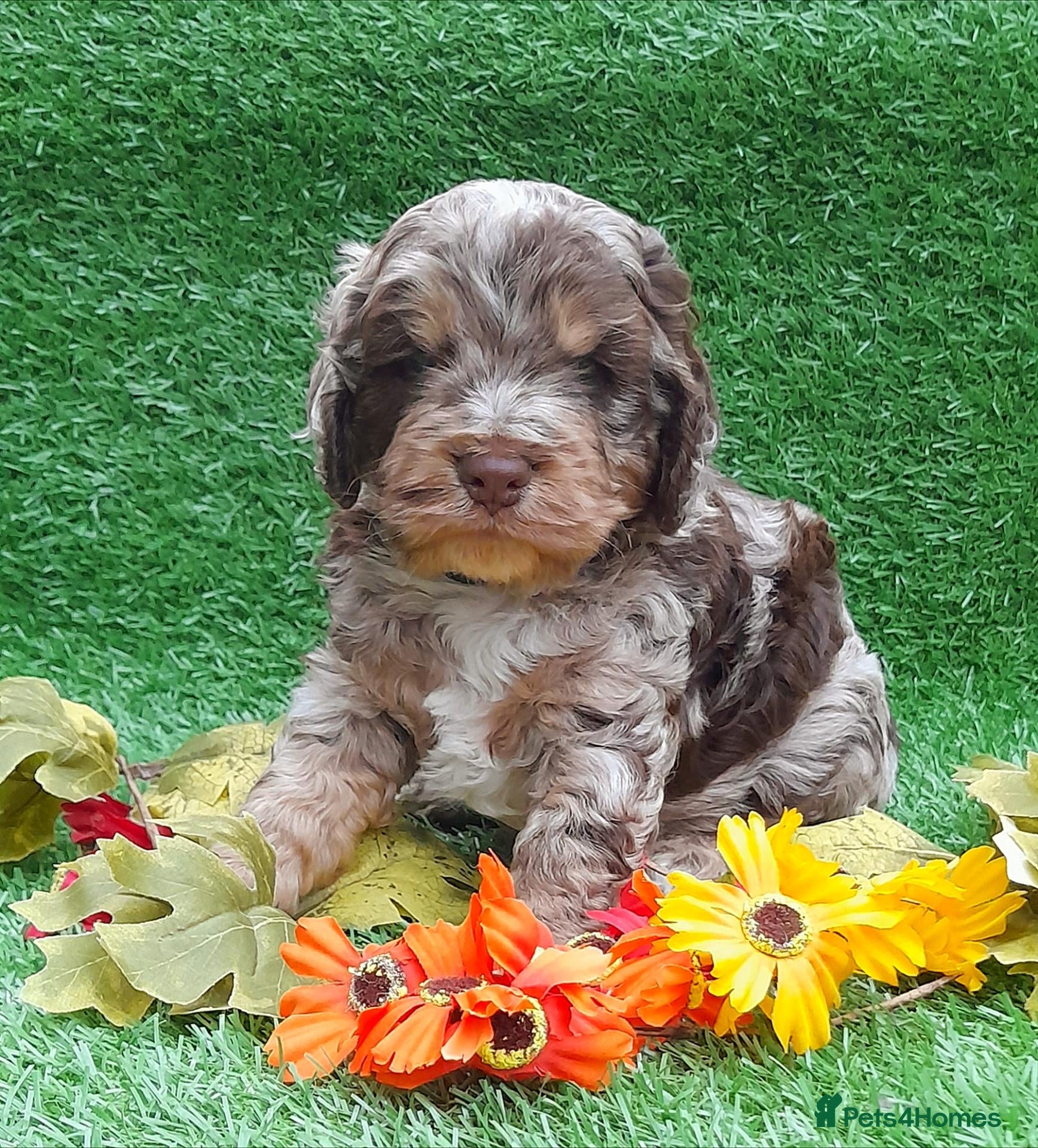 Cockapoo dogs Beautiful litter of F1 Cockapoo's - Advert 1
