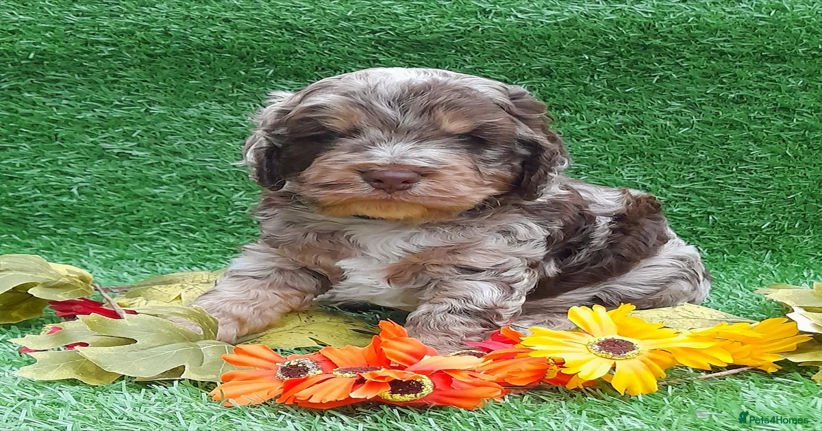 English Cockapoo Puppies for sale | Pets4Homes