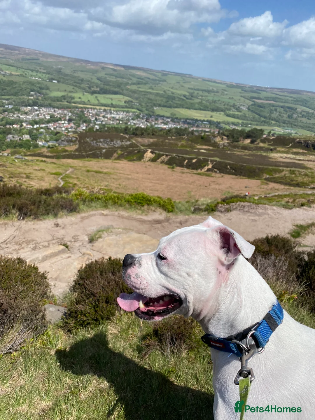 Mixed Breed dogs for sale: Staffy cross boxer - Advert 2