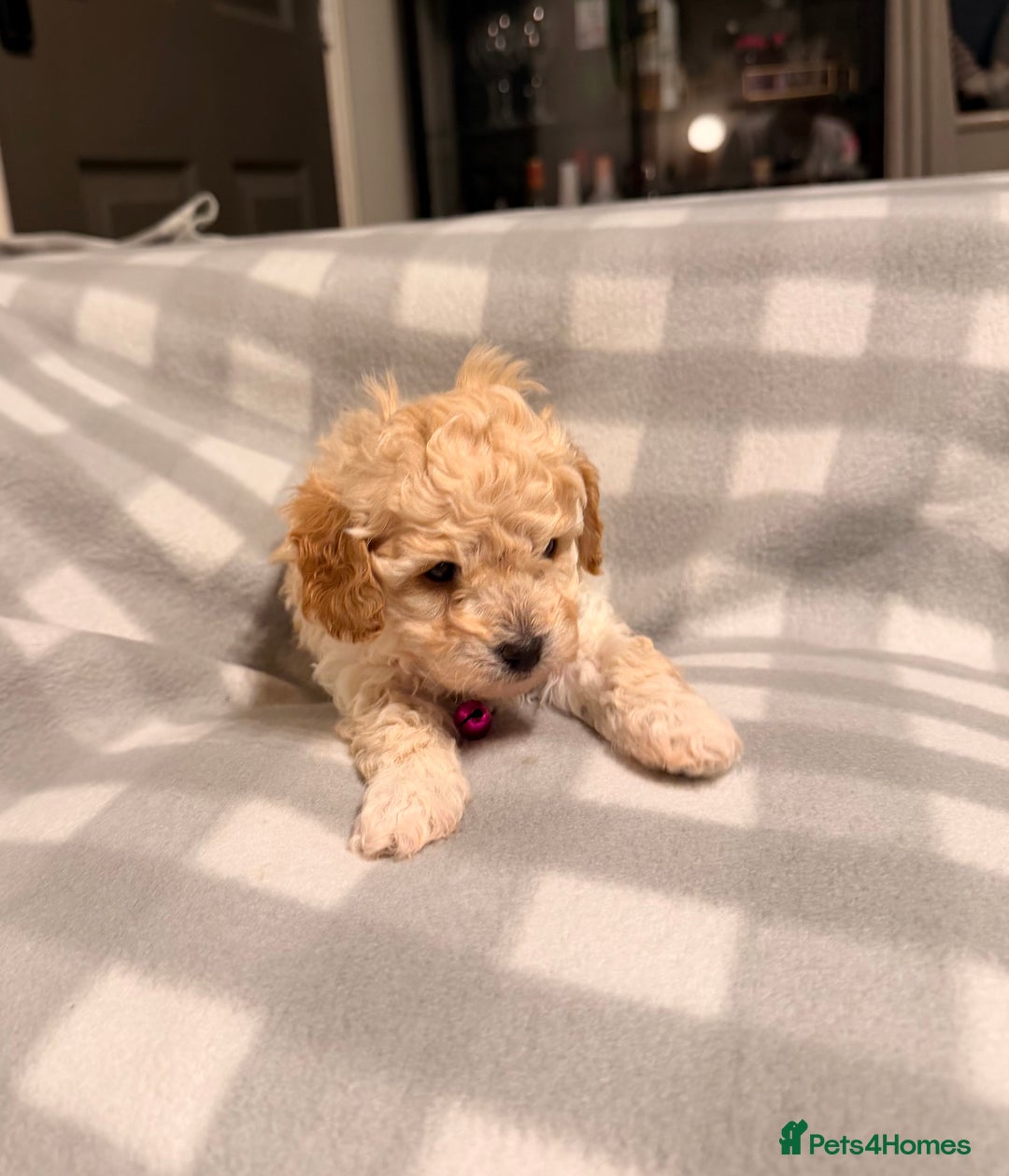 Cavapoochon dogs for sale: Cavapoochon Puppies Available From 12th January - Advert 4